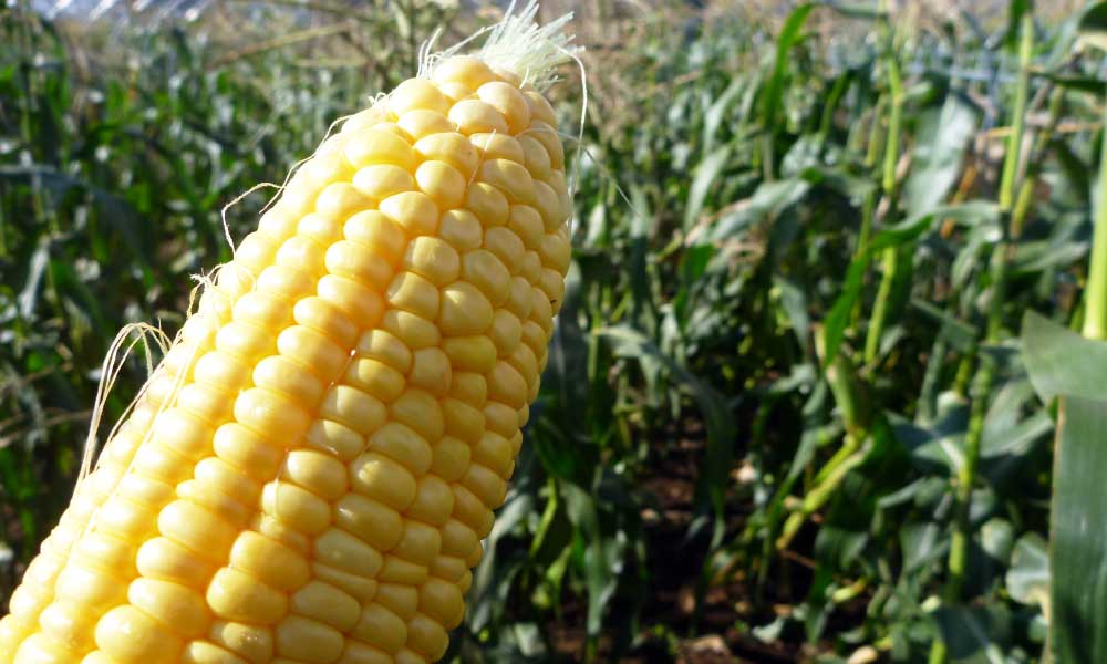 スイートコーンは北海道｜ともろこしのビーバーファーム